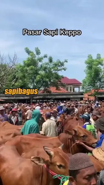 Pasar-Sapi-Keppo-Jawa-Timur